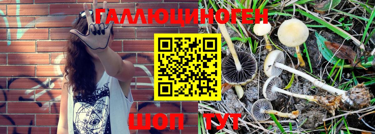 Касимов  Псилоцибиновые грибы Magic Shrooms  Вход с VPN  Галлюциногенные грибы Psilocybine cubensis 